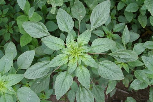 A palmer amaranth rosette: a weed with green leaves and red petioles that radiate in a circular pattern. 